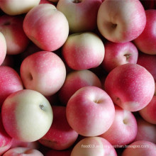 Exportación fresca de la gala Apple a Bangladesh en el cartón 20kg (150-216 #)